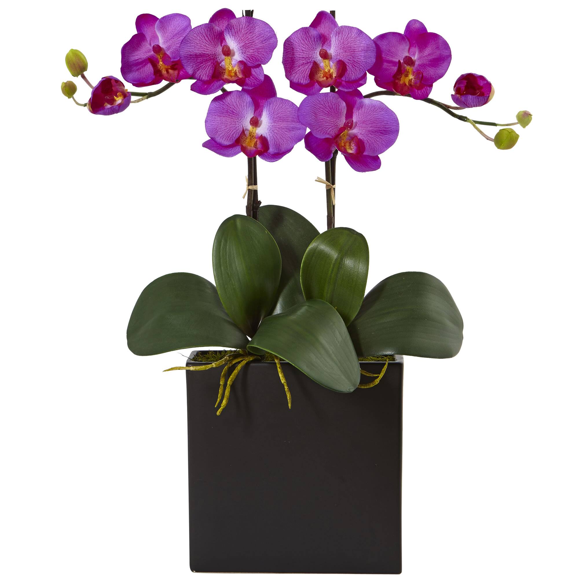 18.5" Double Mini Phalaenopsis Silk Orchid in Black Vase